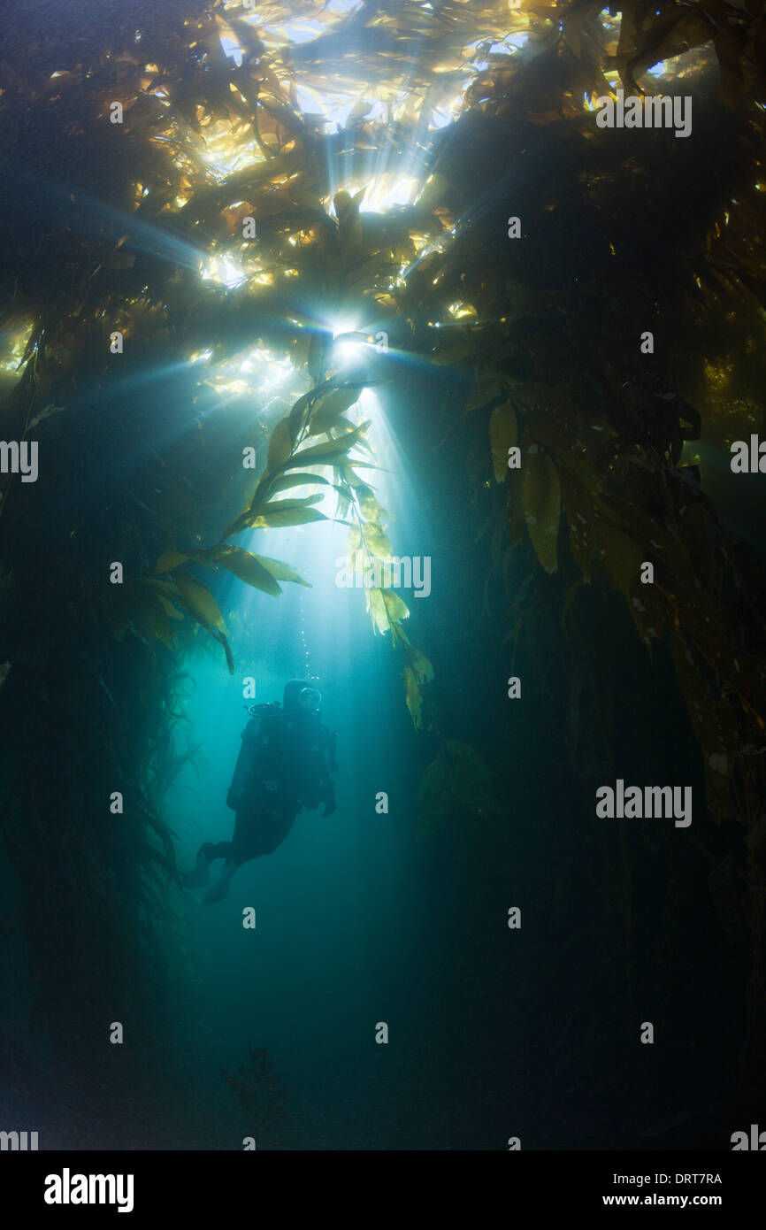 Scuba Diving in Kelp Forest, Macrocystis pyrifera, San Benito Island, Mexico Stock Photo