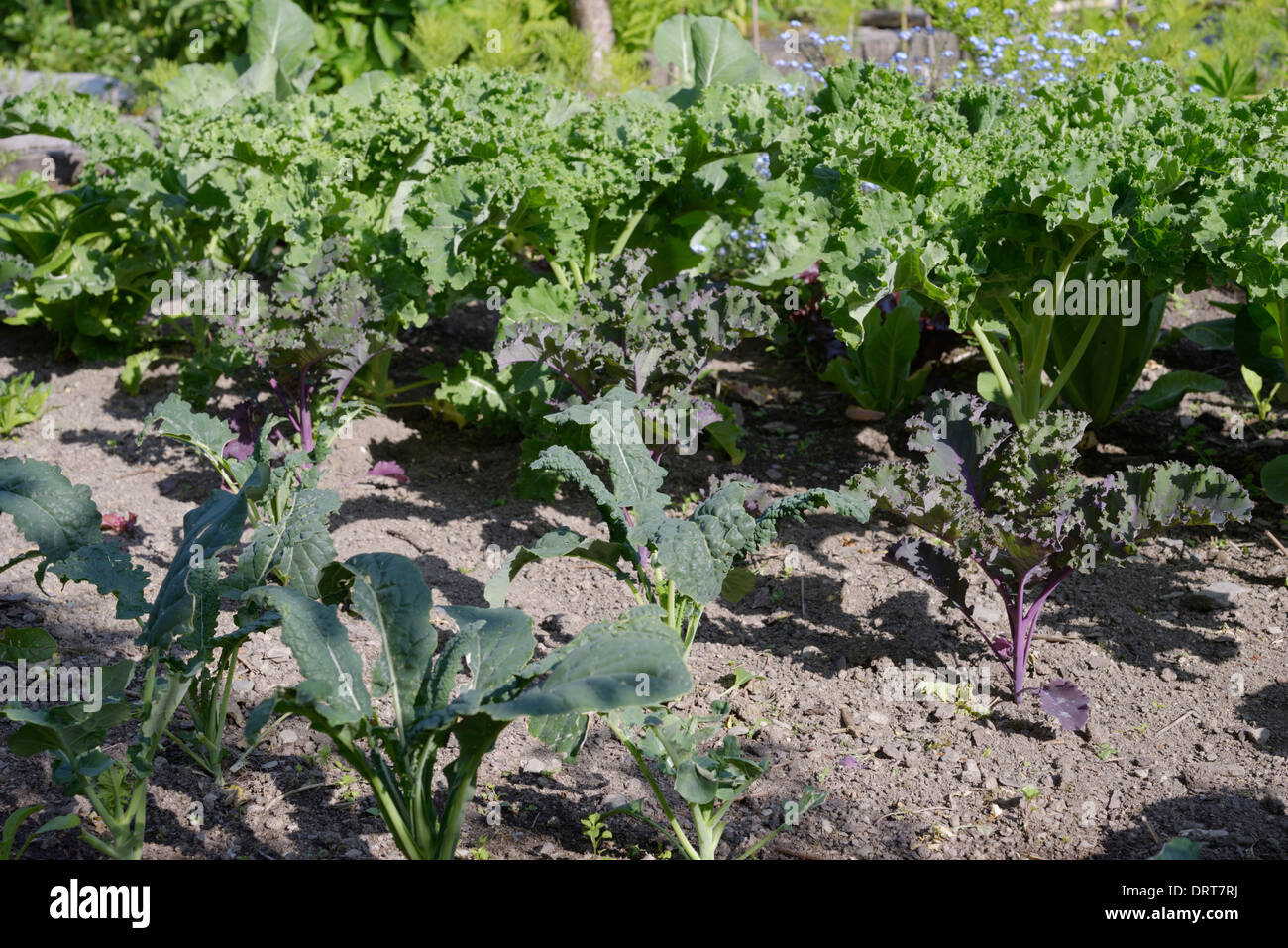 Kale plants, 'Nero di Toscana', 'Scarlet Curly' and 'Starbor', Wales, UK. Stock Photo