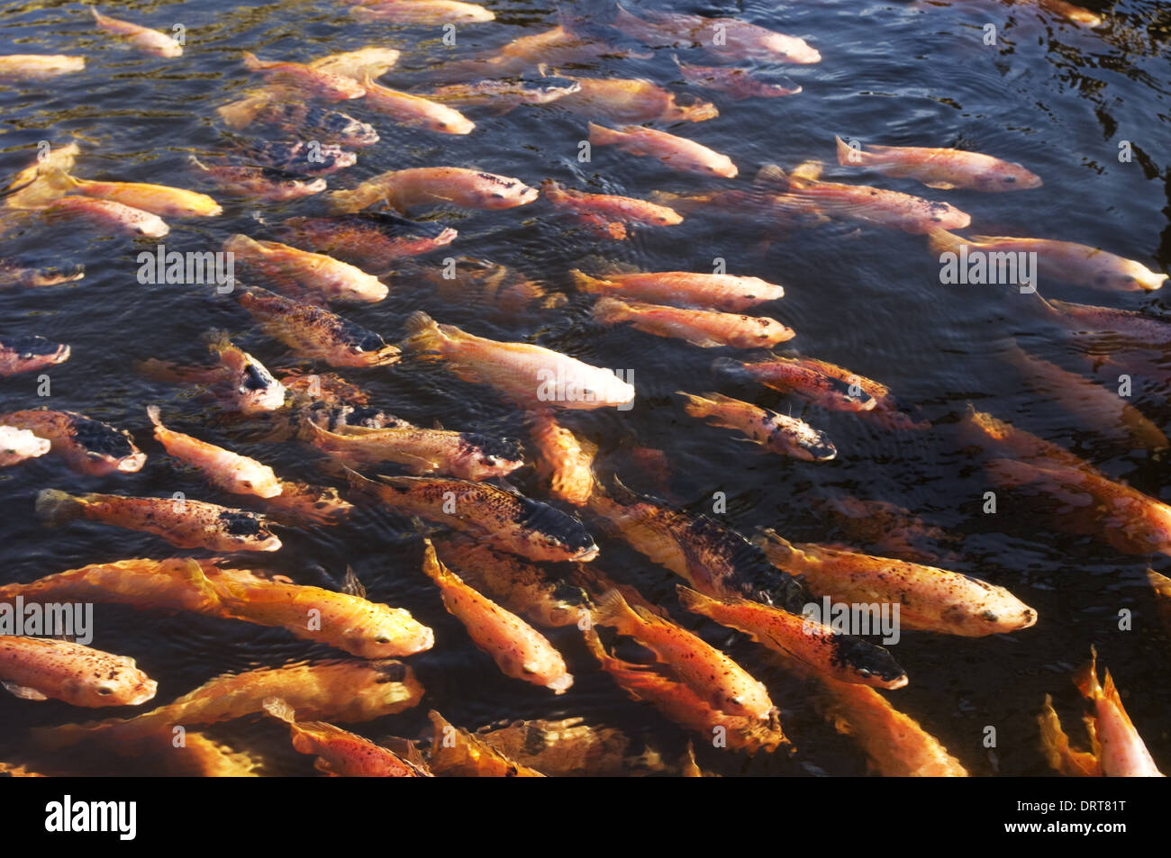 koi fish Stock Photo