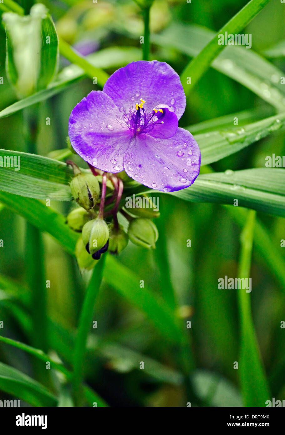 Tradescantia humilis hi-res stock photography and images - Alamy