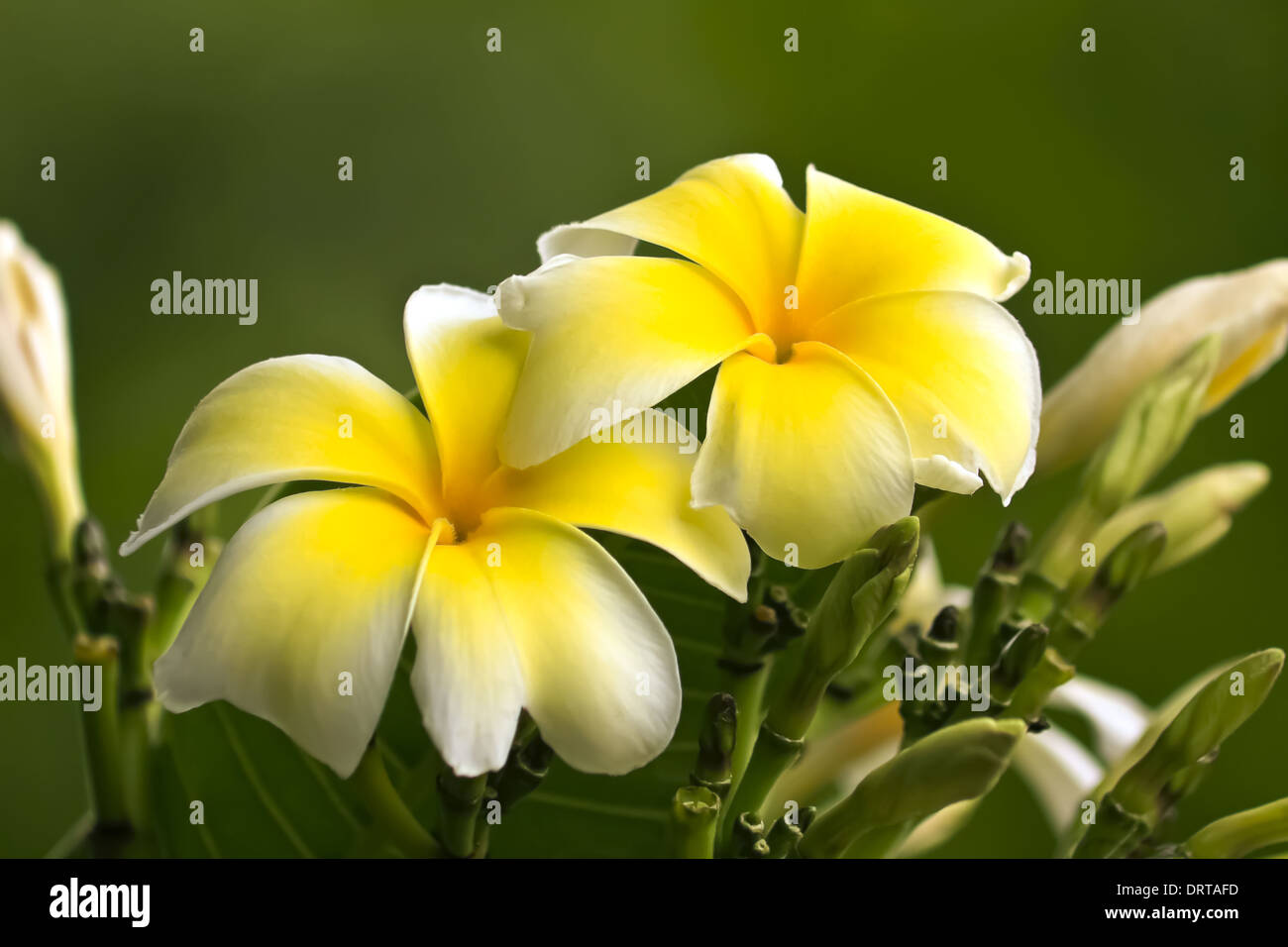 Plumeria alba Blüten Stock Photo