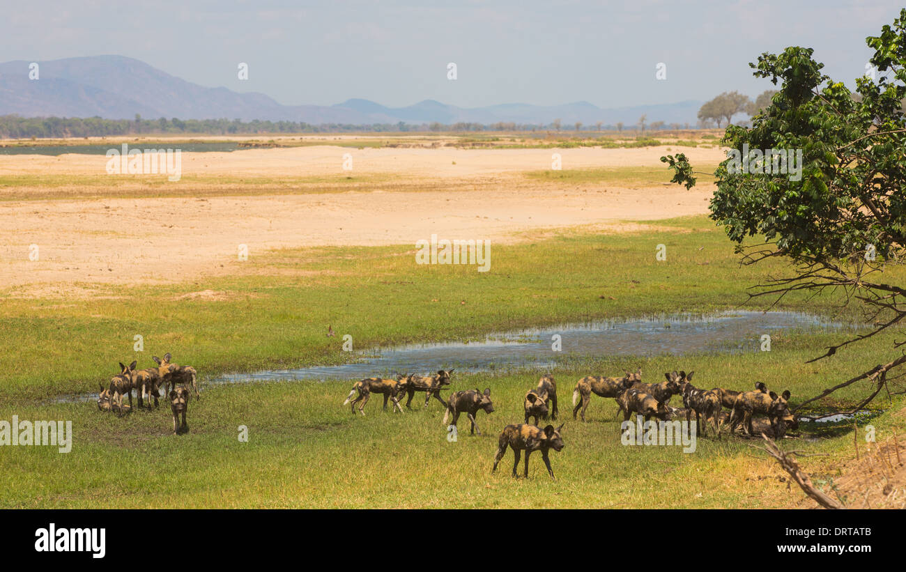 Pack of African Wild Dog (Lycaon pictus) on the Zambezi floodplain Stock Photo
