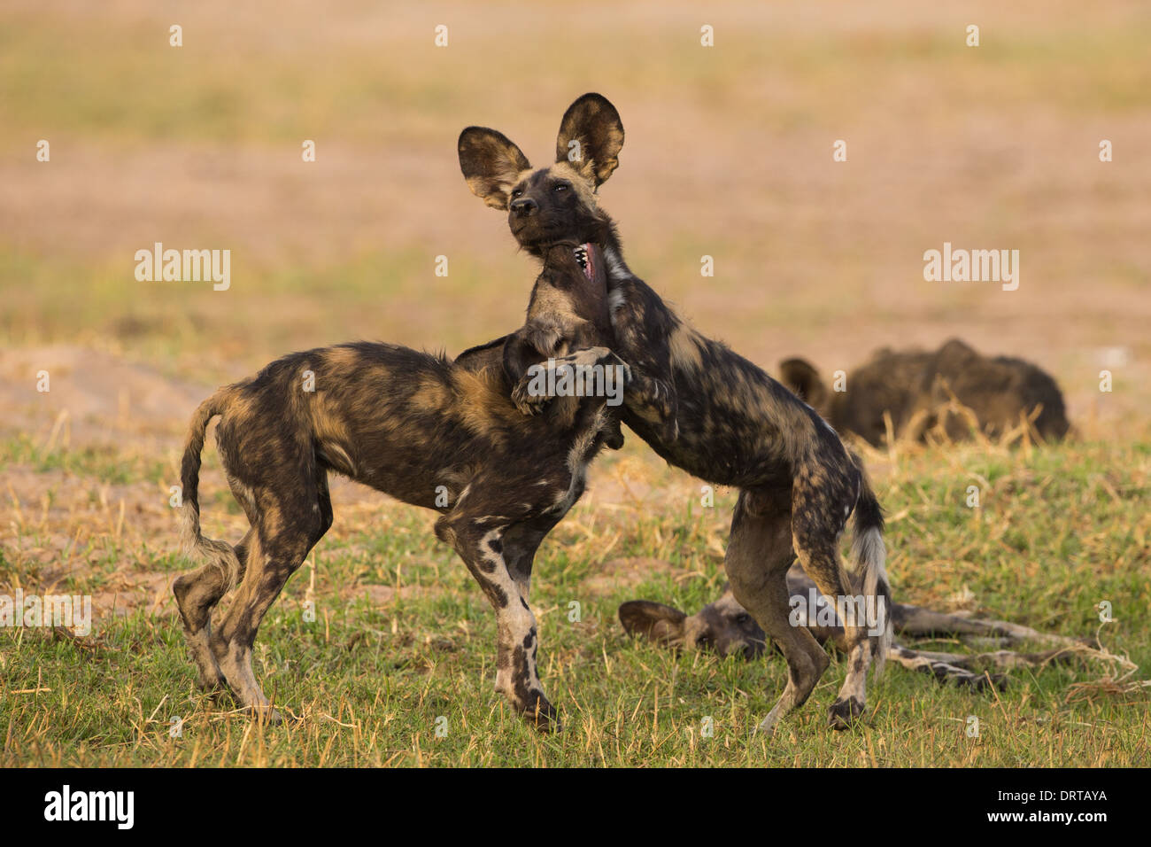 African Wild Dog puppies (Lycaon pictus) at play Stock Photo
