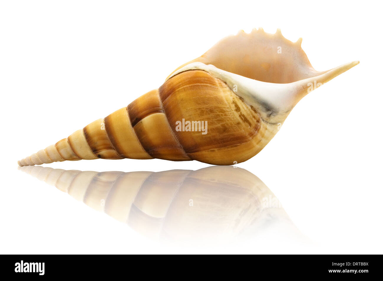 Floor and fauna Cut Out Stock Images & Pictures - Alamy