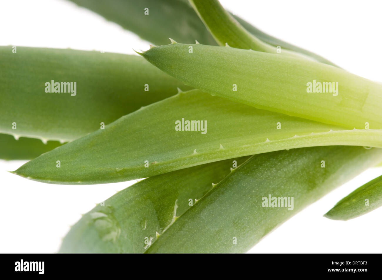 Aloe vera herbal medicine Stock Photo Alamy