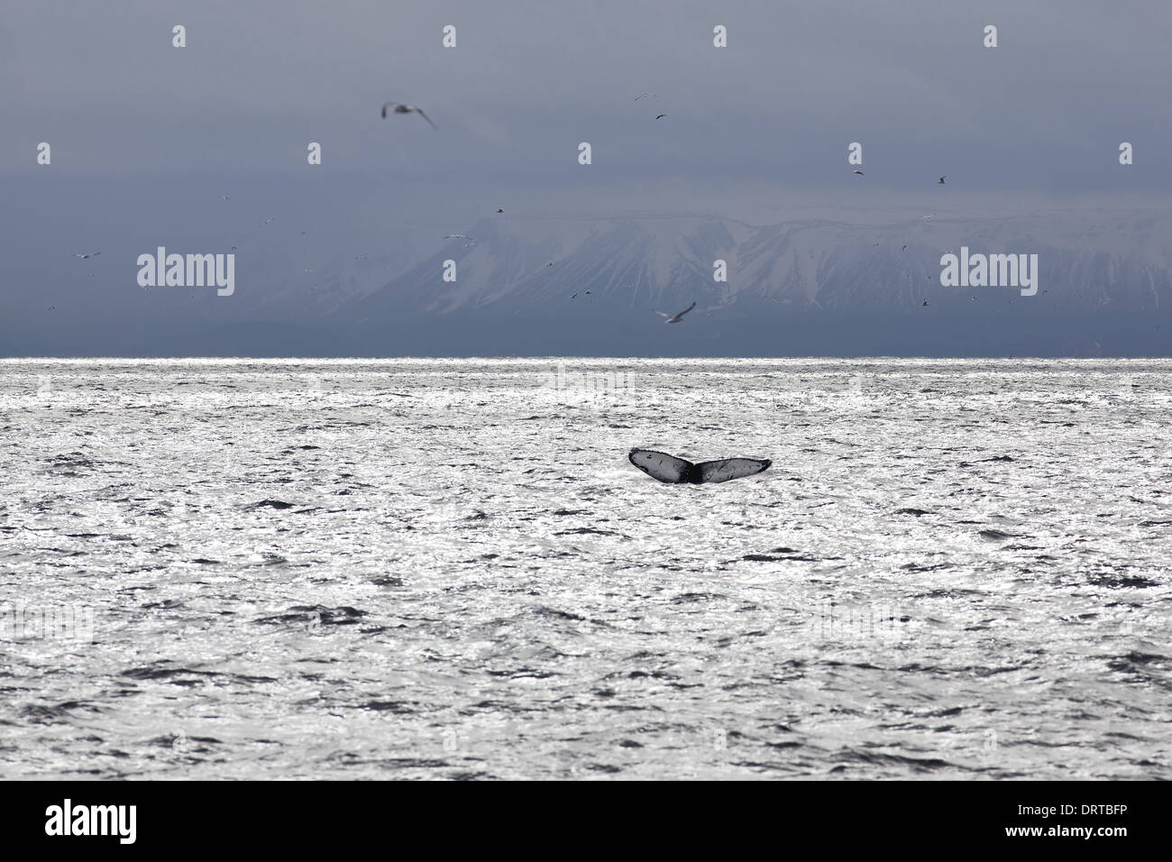 Humpback whale tail birds hi-res stock photography and images - Alamy