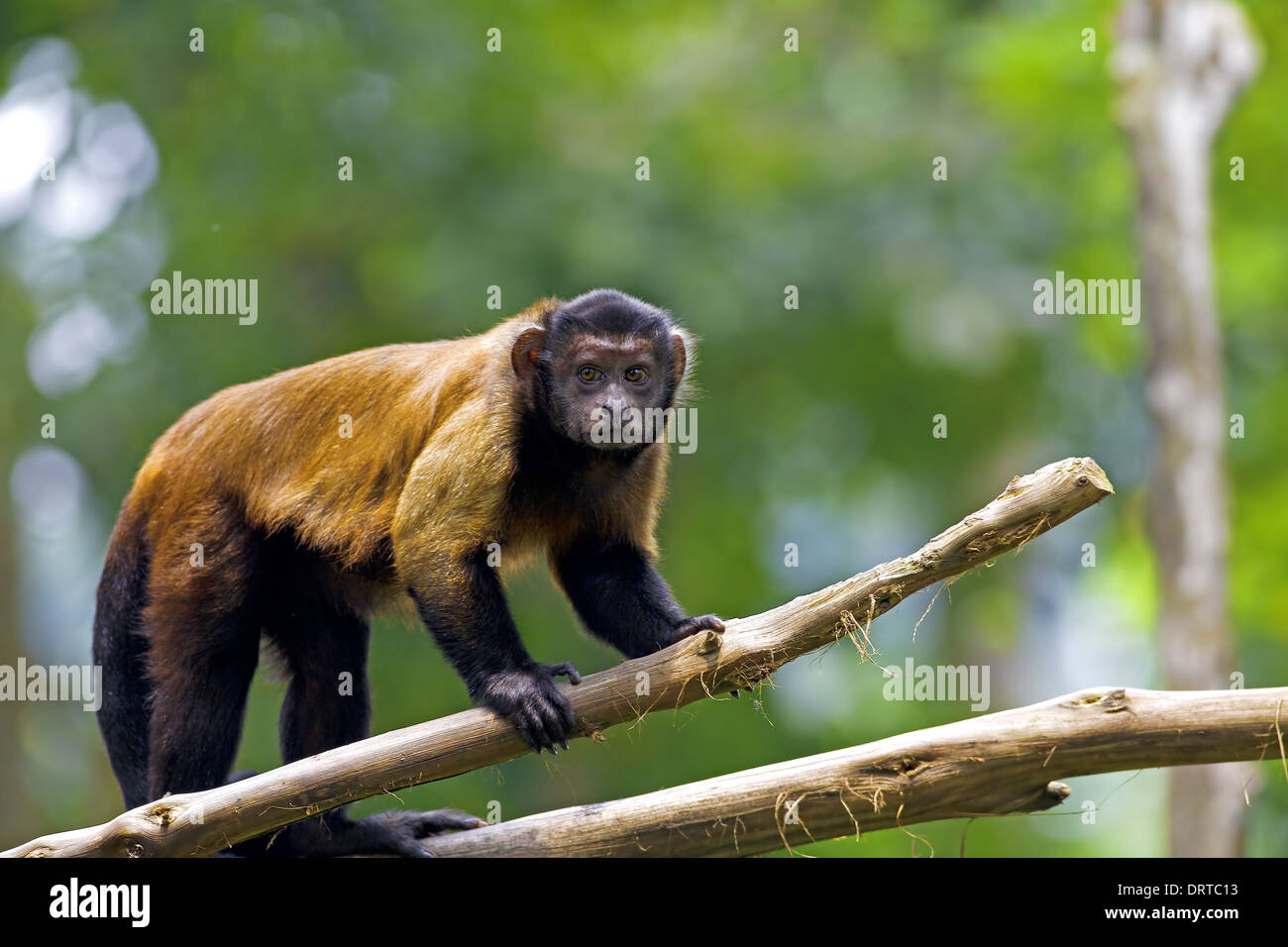 Brown Capuchin Monkey Stock Photo