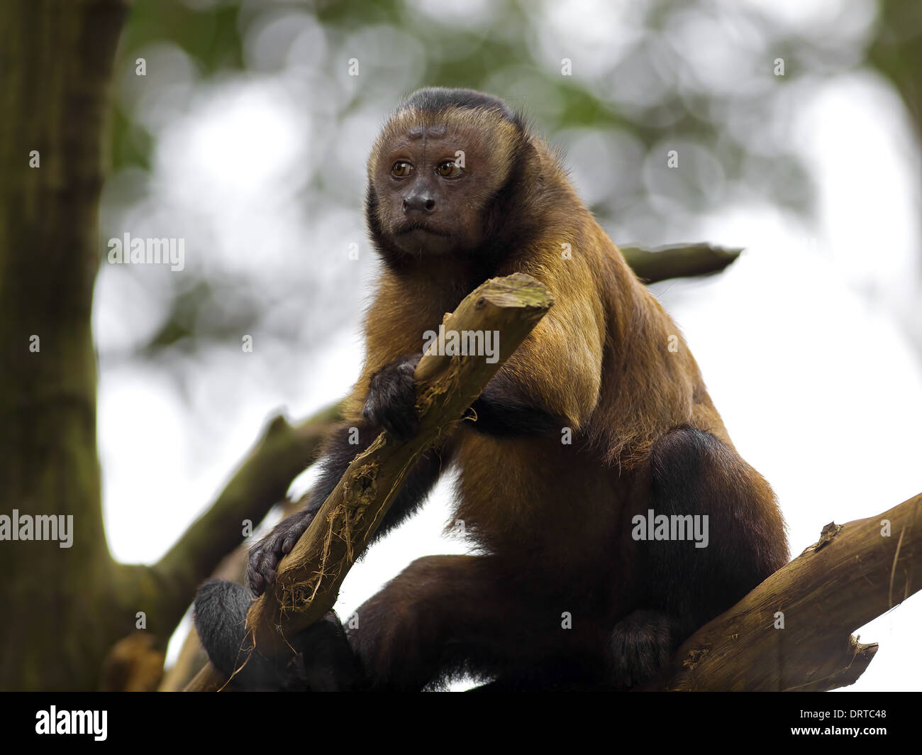 Brown Capuchin Monkey Stock Photo