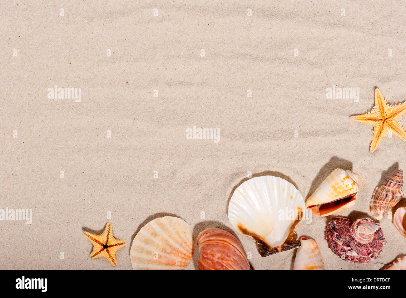 seashells and starfish on a sandy background Stock Photo