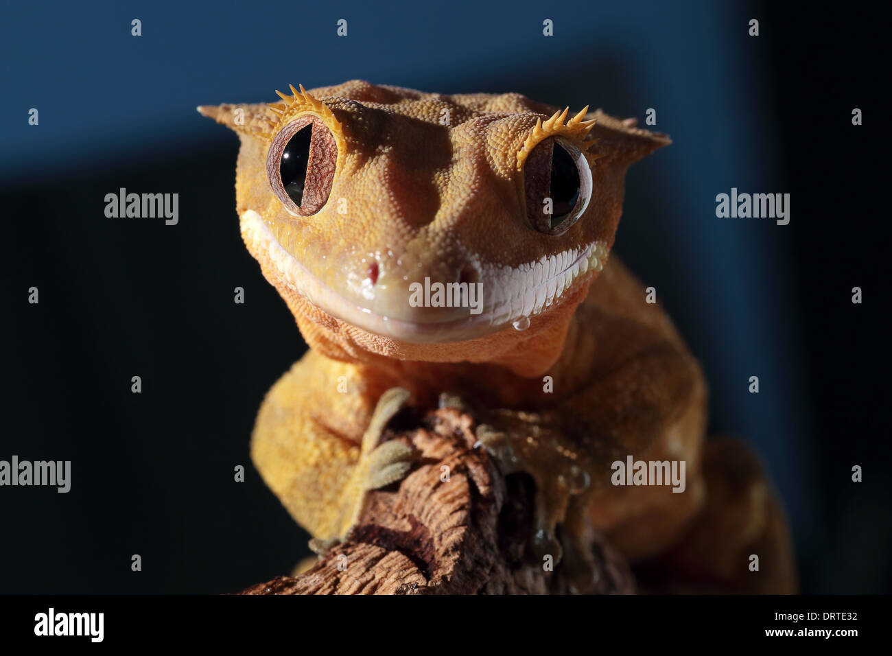 Fun Gecko Funny Gecko Funny Crested Gecko Sticker, Funny Crestie Sticker, Funny