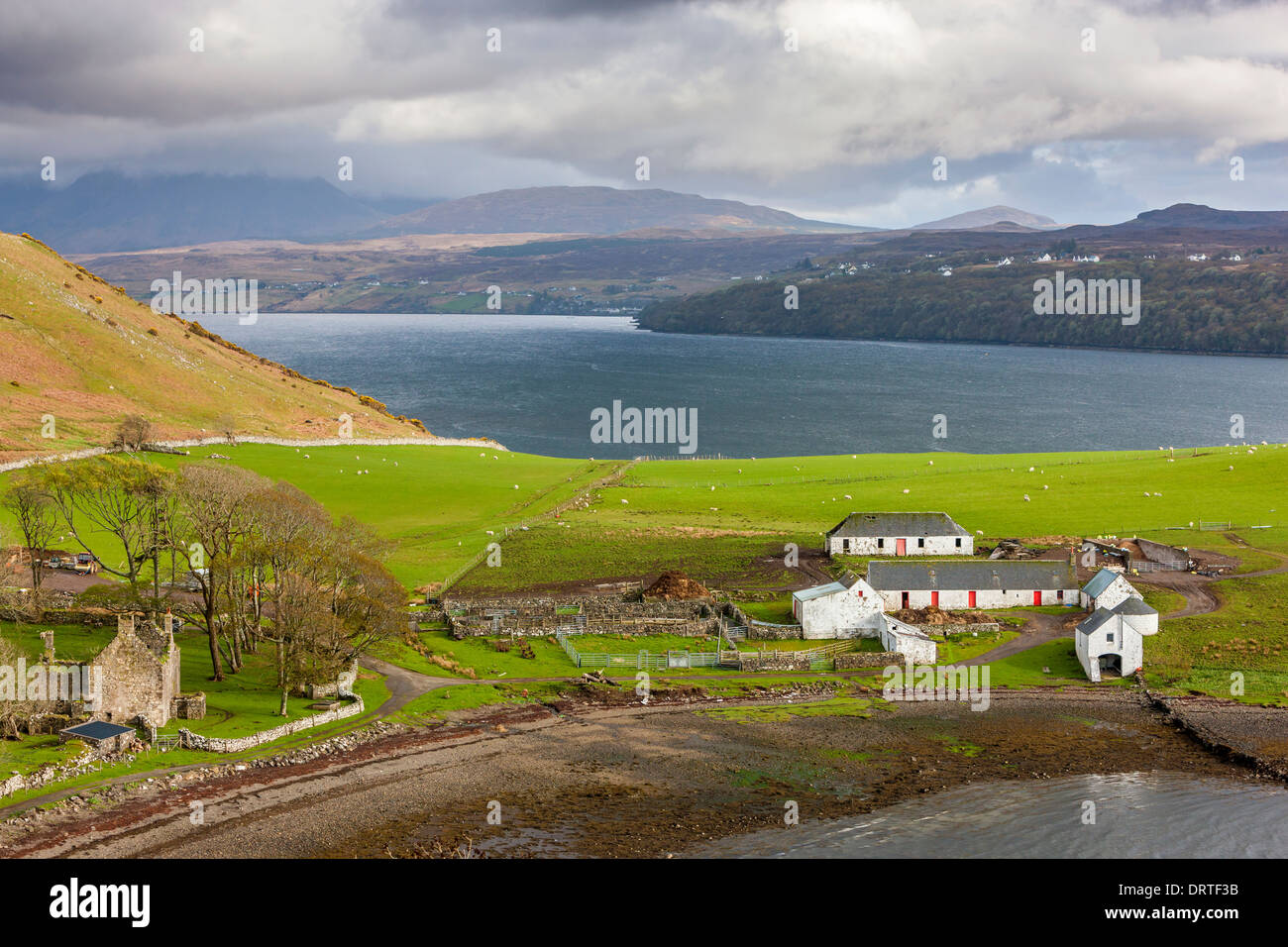 Farmhouses in a field, Loch Harport, Isle of Skye, Inner Hebrides, Scotland, UK, Europe. Stock Photo