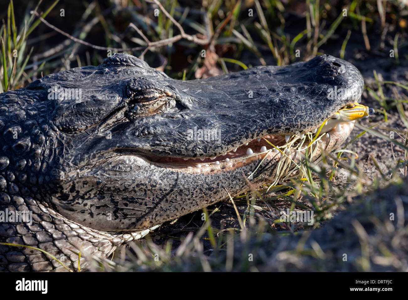 Small alligator with fishing lure in mouth on the edge of Lake Alice on University of Florida