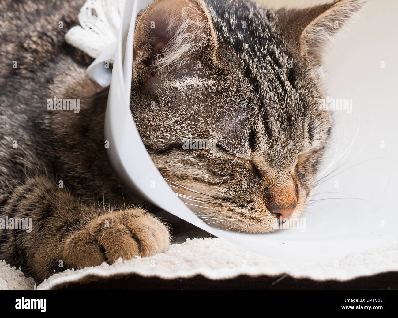 Cat elizabethan collar hires stock photography and images Alamy