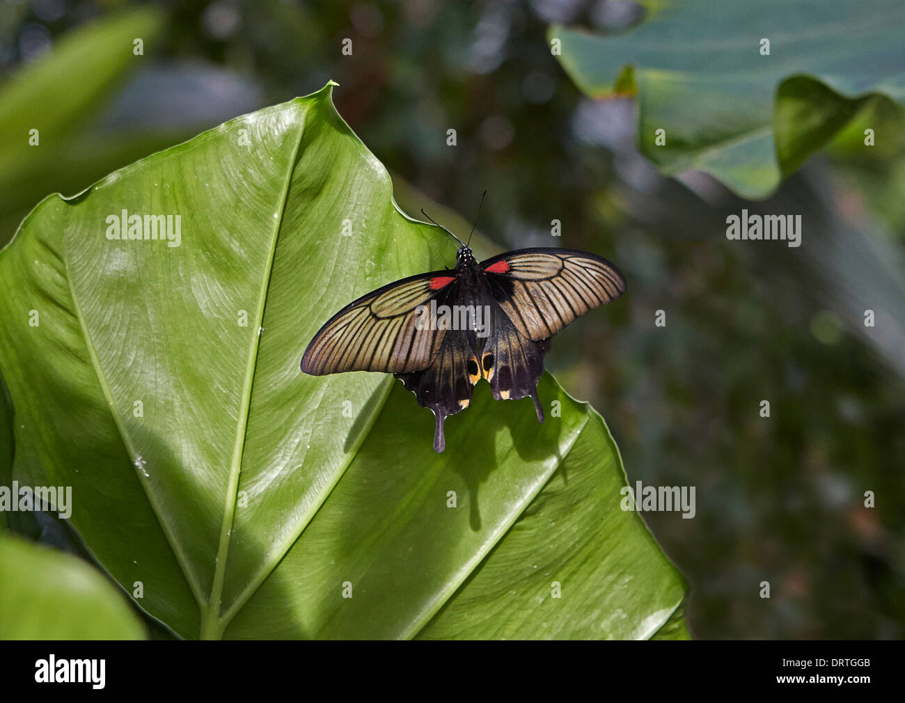 Asian Swallowtail or Great Yellow Mormon butterfly Papilio lowi from the Papilionidae family Dorsal or open view Stock Photo