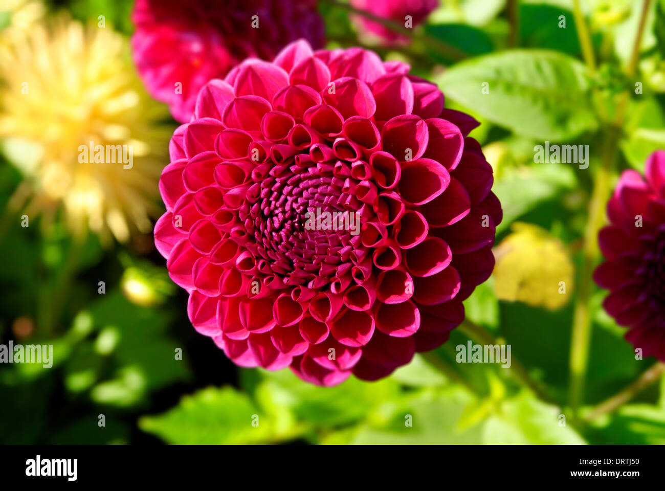 Dahlia garden flower bed hi-res stock photography and images - Alamy