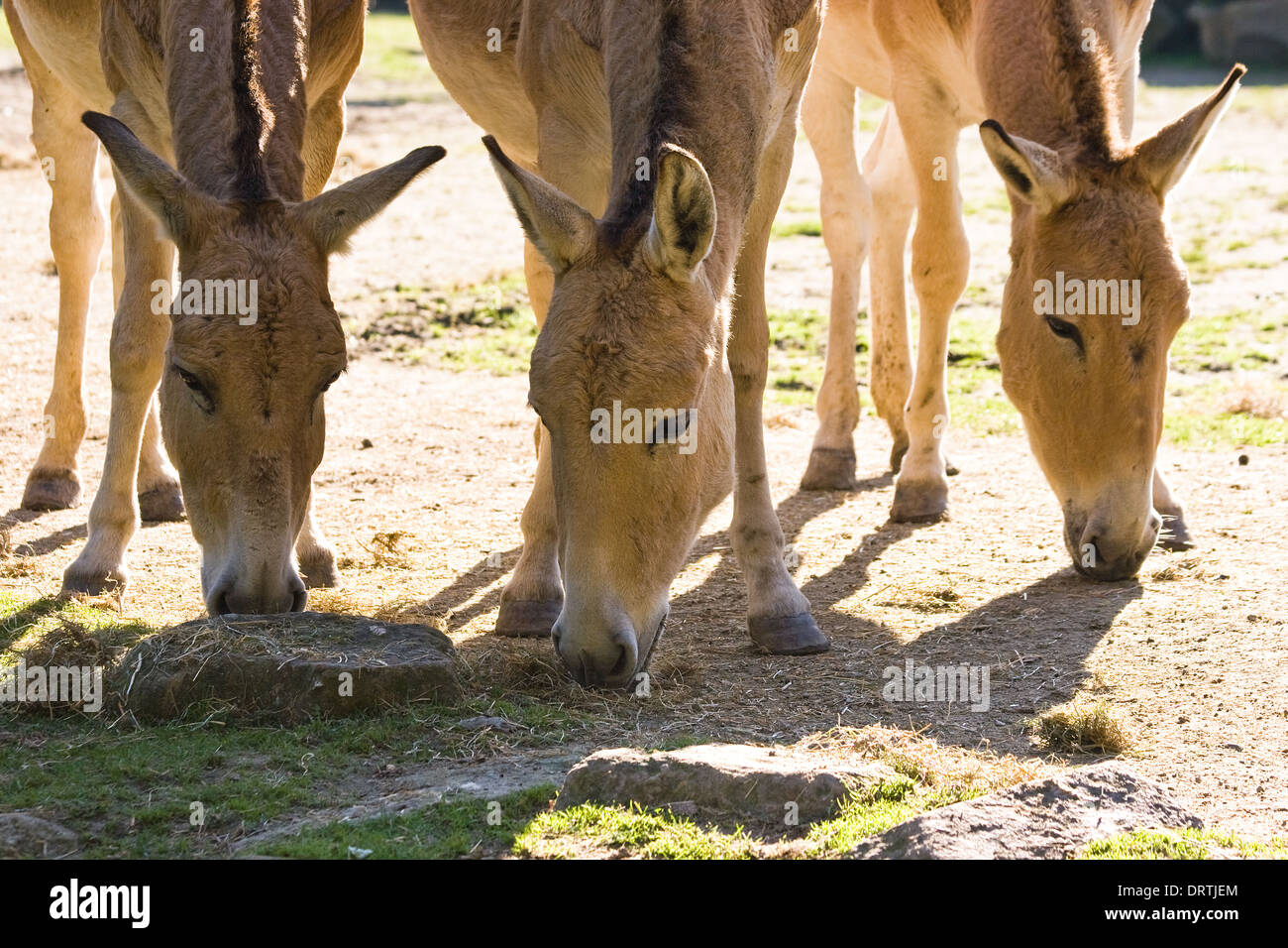 A group of three onagers in the sun grazing Stock Photo