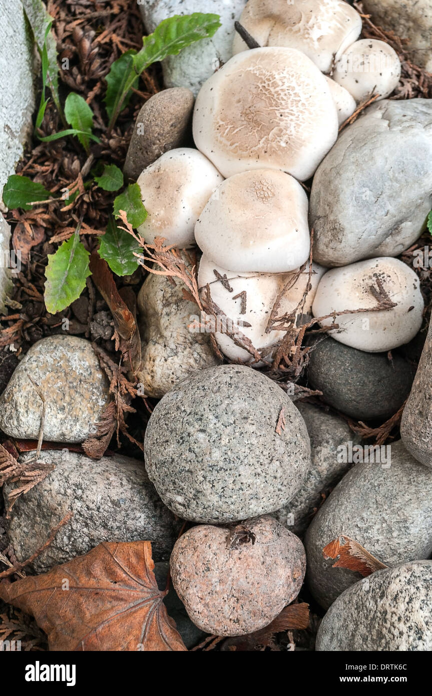Wild Mushroom in a rock bed Stock Photo
