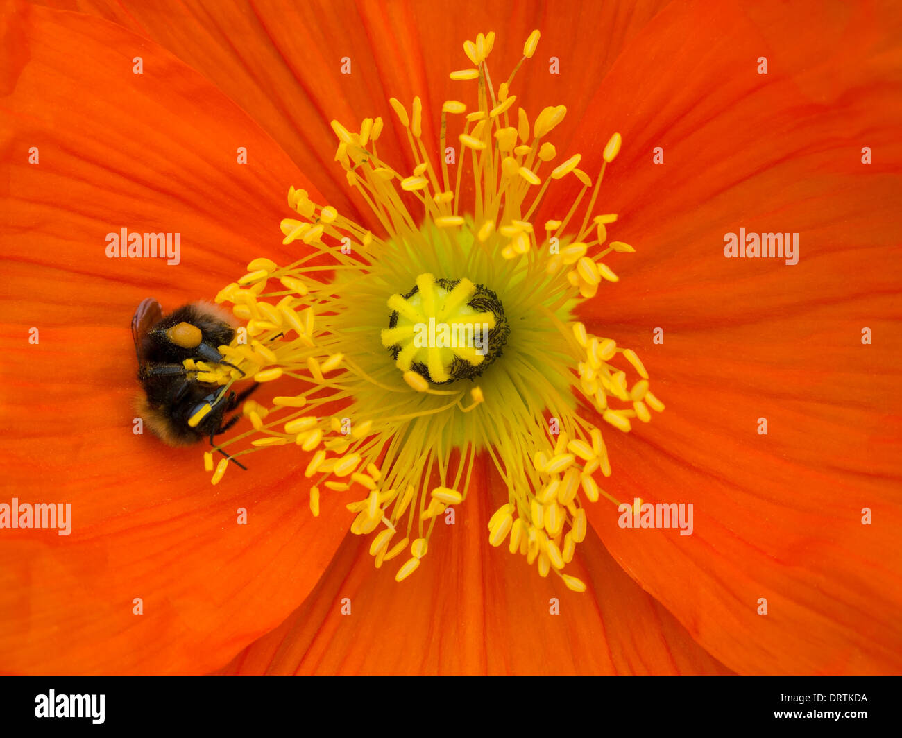 Bright red Papaver poppy flower detail with central yellow pistil and stamens and honey bee Stock Photo