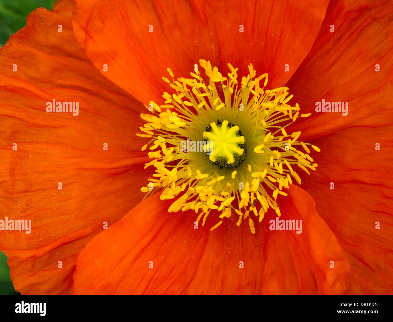 Bright red Papaver poppy flower detail with central yellow pistil and stamens closeup Stock Photo