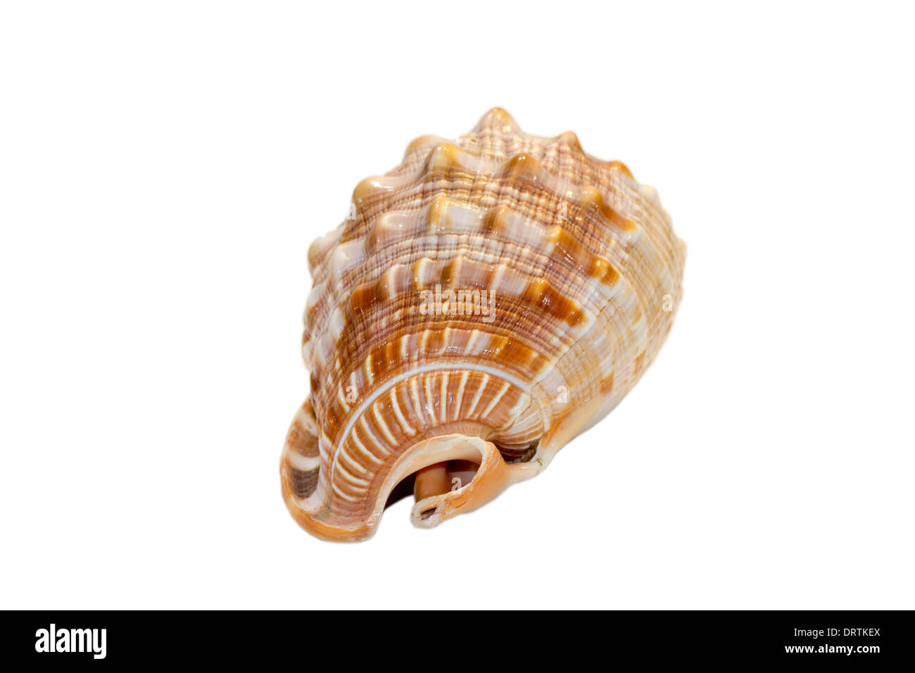 Scotch bonnet shell hi-res stock photography and images - Alamy