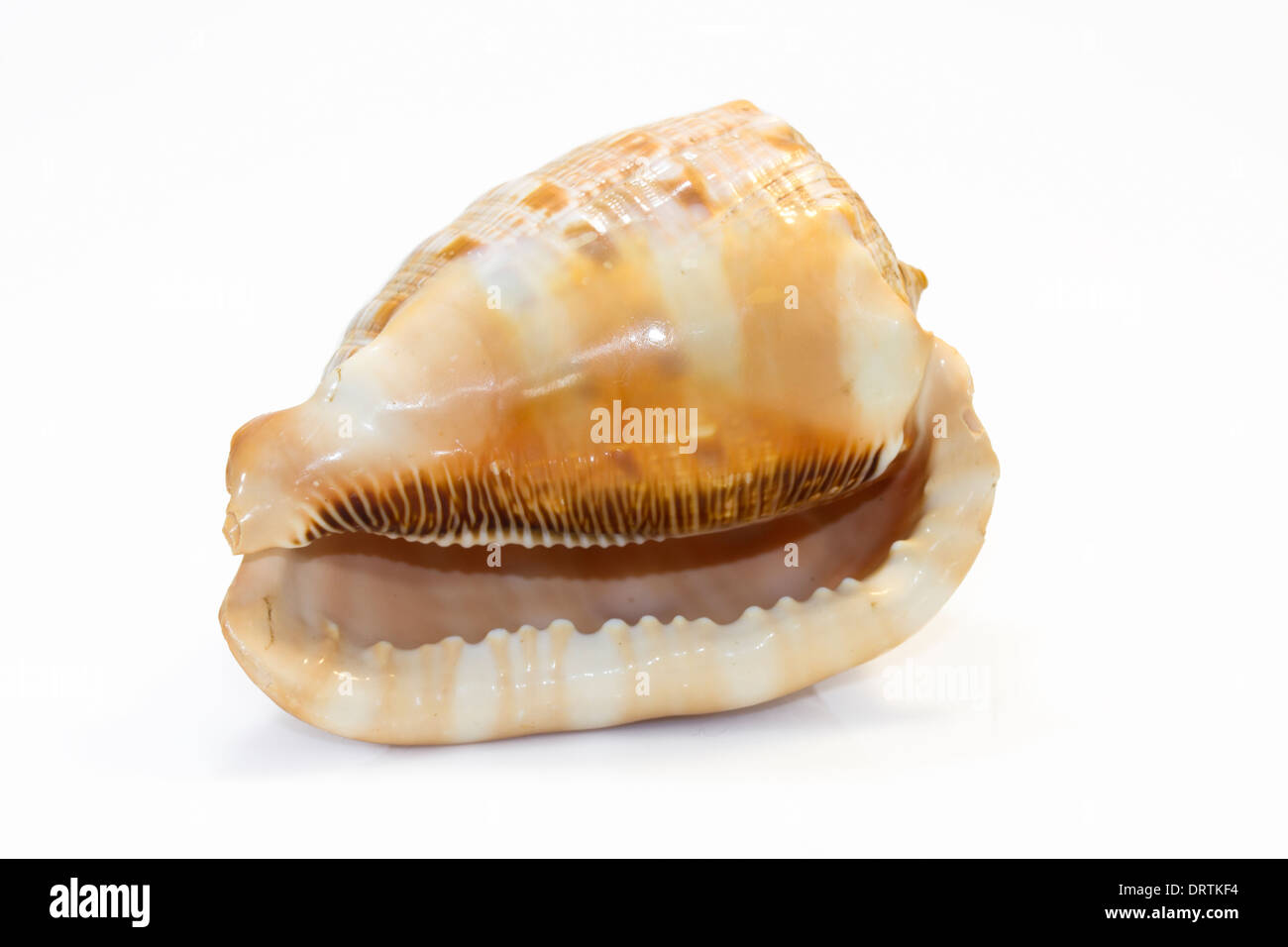 Scotch bonnet shell hi-res stock photography and images - Alamy