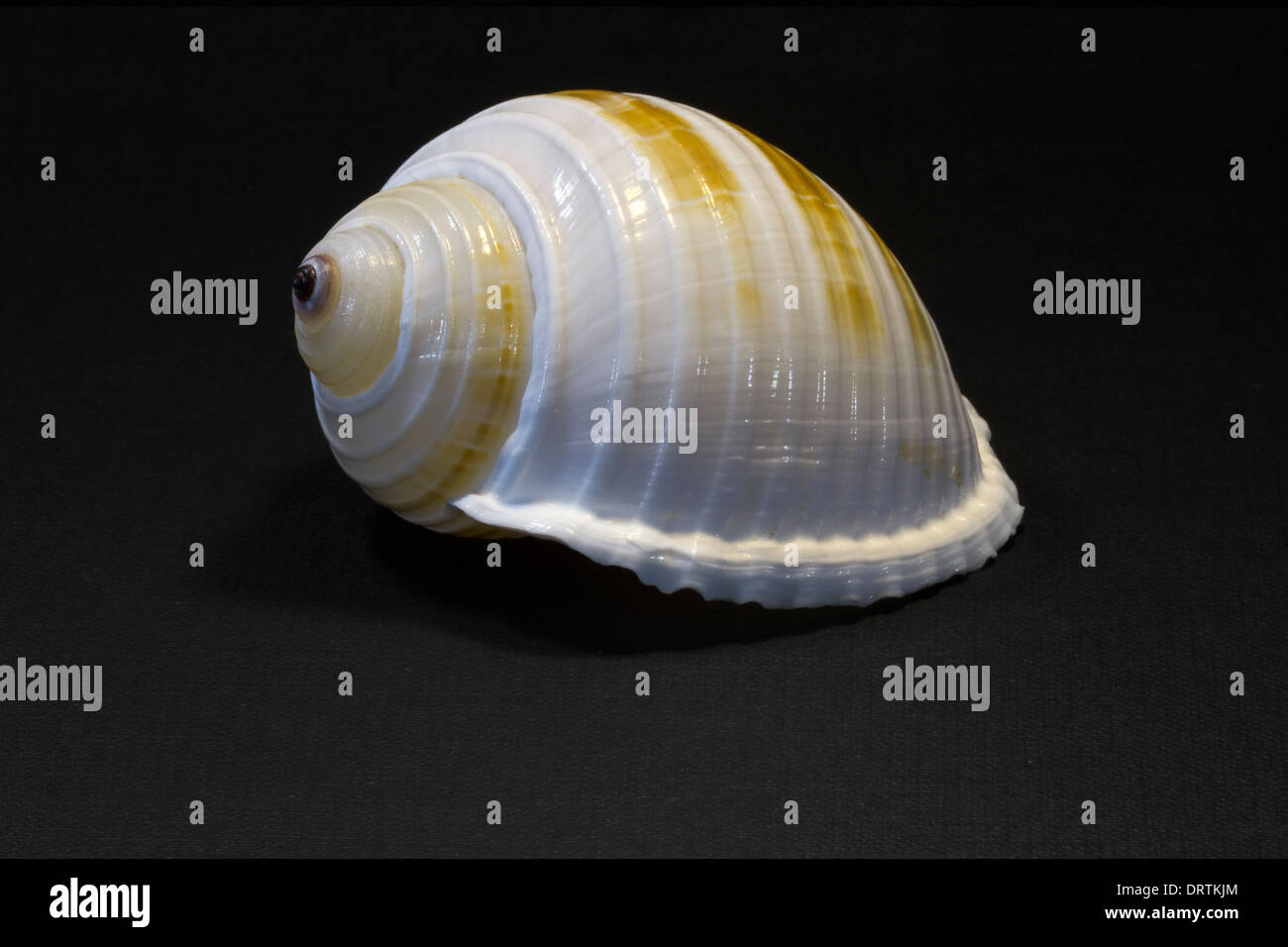 Scotch bonnet shell hi-res stock photography and images - Alamy