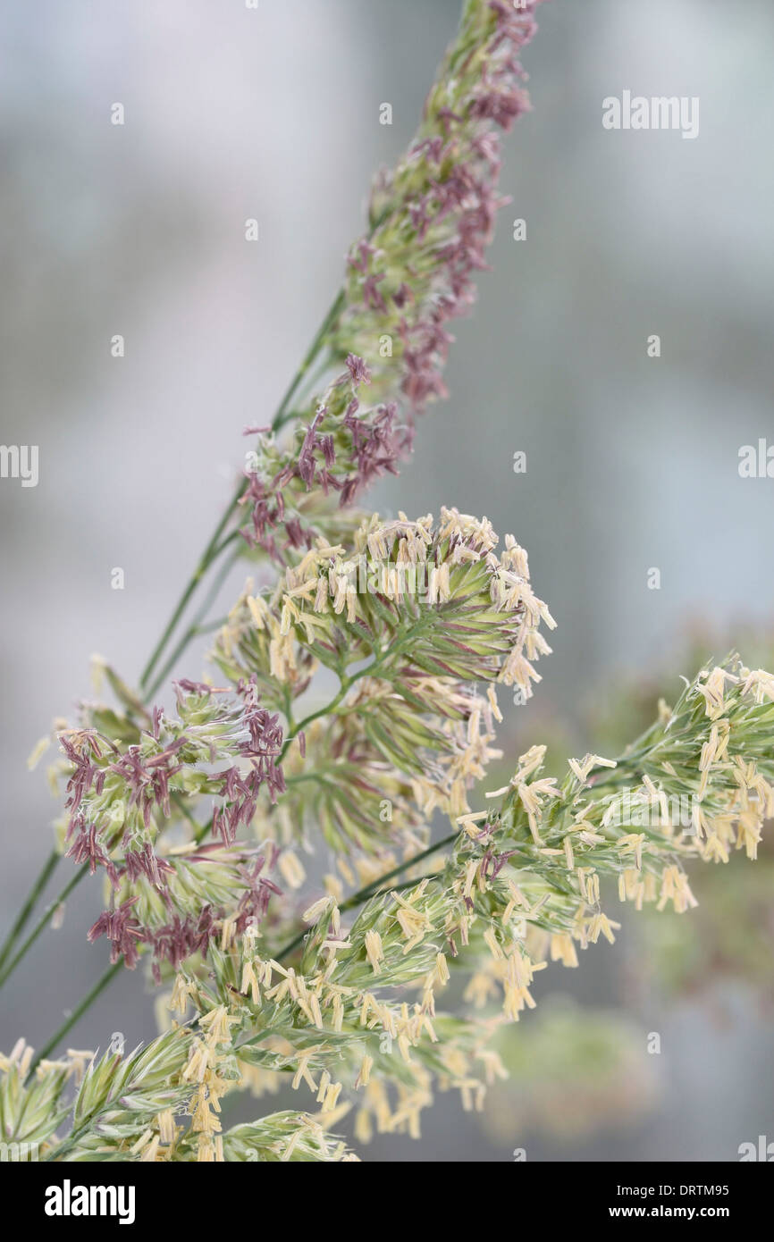 Grass seed heads in close up showing the tiny delicate flowers. Stock Photo