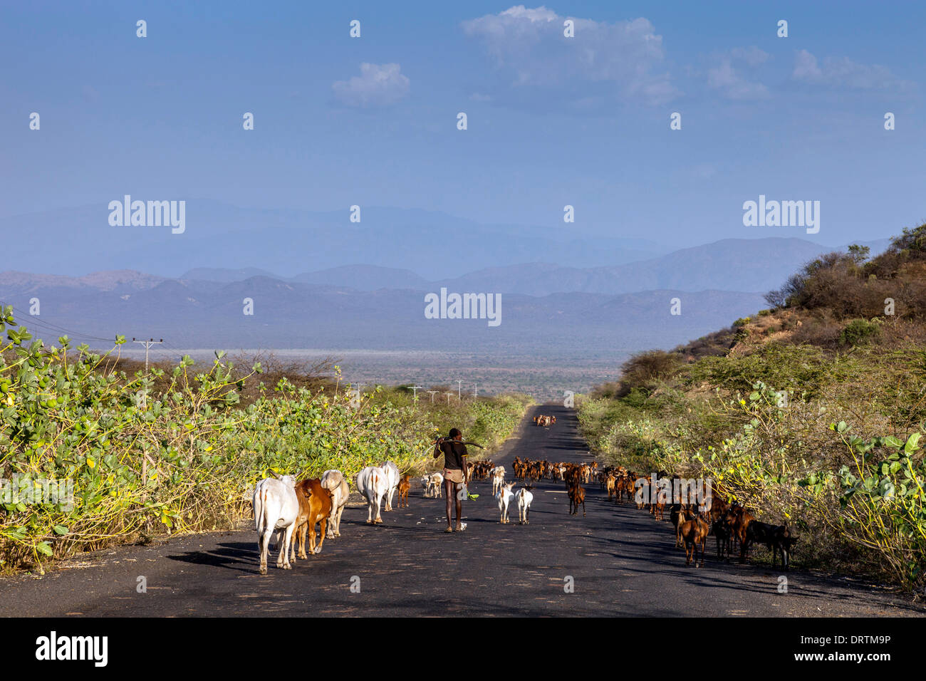 Cattle Herder From The Banna Tribe On The Road, Omo Valley, Ethiopia Stock Photo