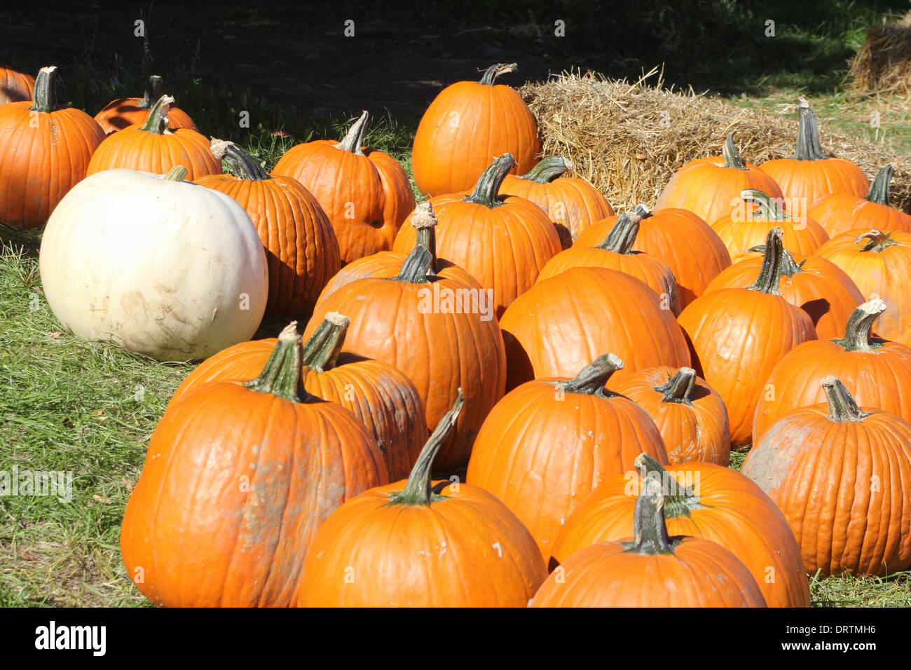 Freshly cut ripe pumpkins from the garden patch, ready for sale Stock ...