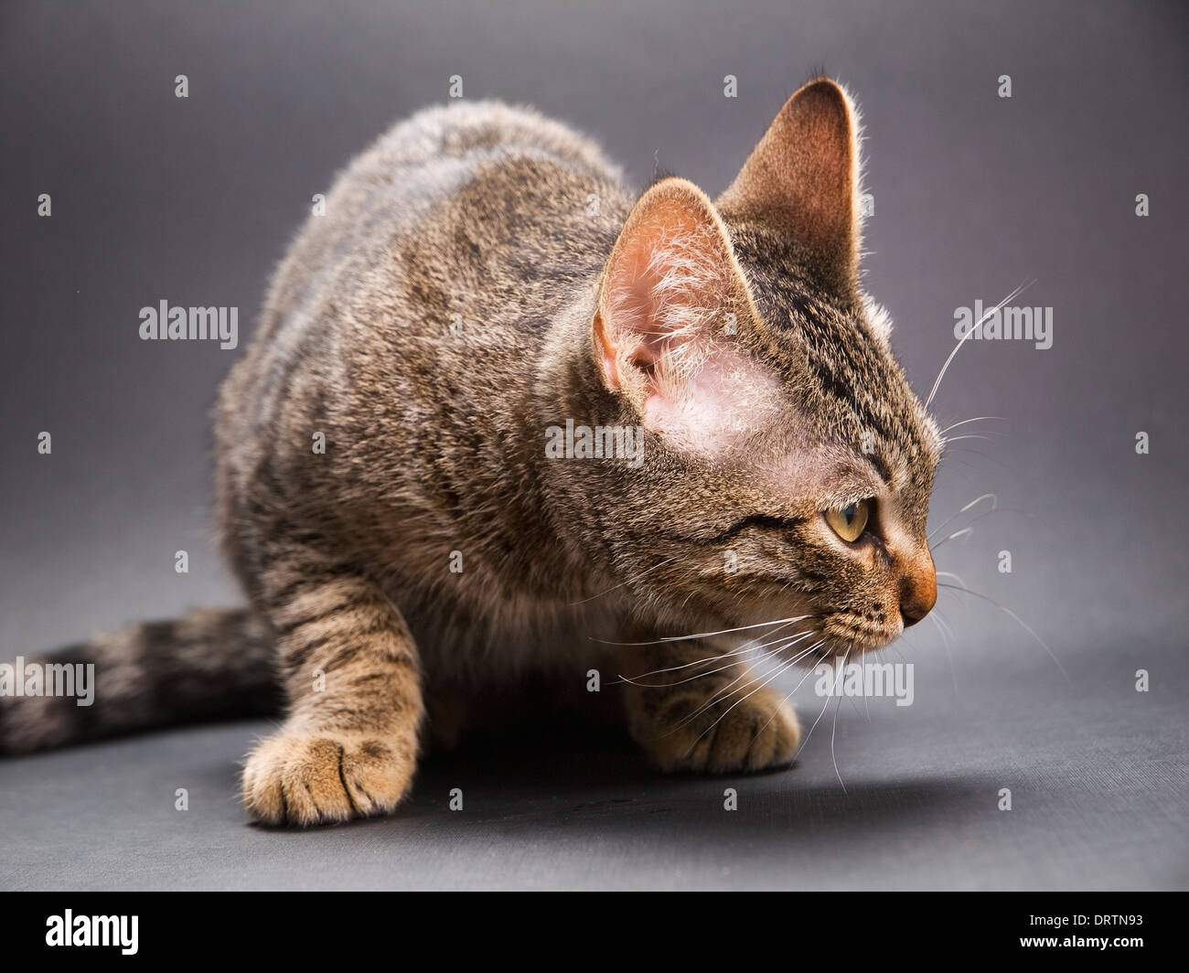 Crouched cat hires stock photography and images Alamy