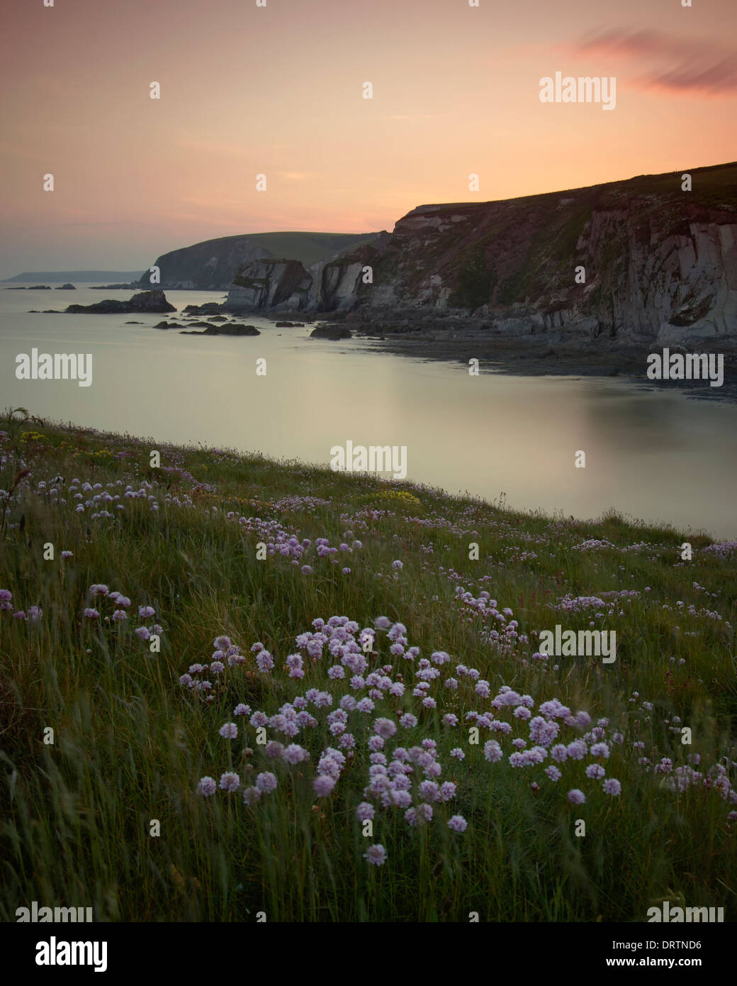 Thrift near Ayrmer Cove on the South West Coast Path at Kingsbridge overlooking Westcombe Beach, Ringmoor just after sunset Stock Photo