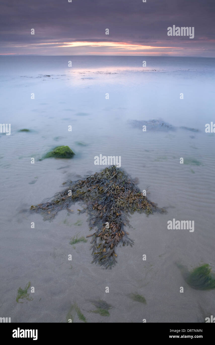 Seaweed arrow in the sea pointing to the sunrise at Tenby Stock Photo