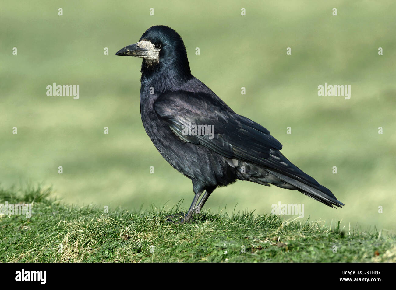 Rook Rook Corvus frugilegus Stock Photo - Alamy
