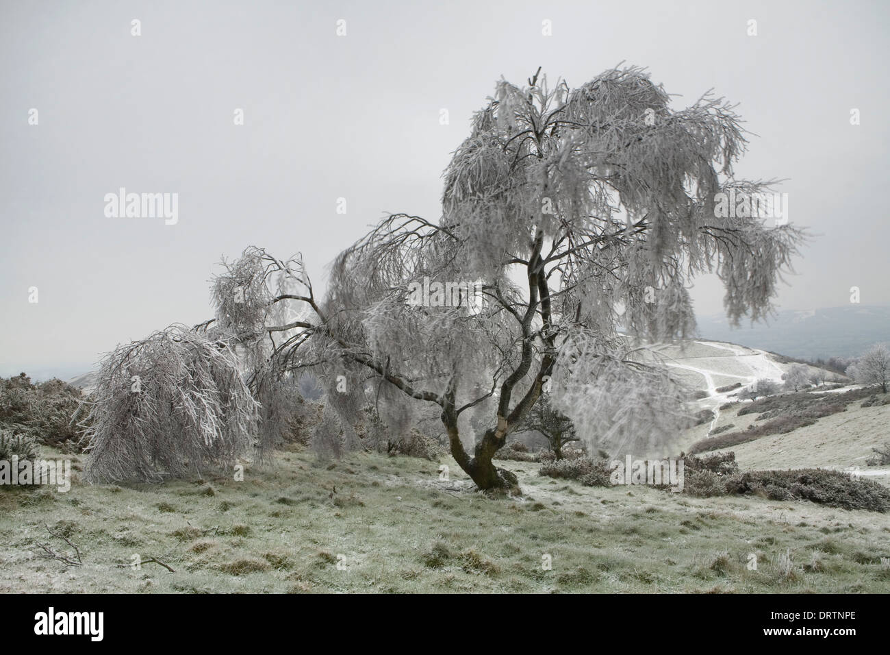 A Silver Birch on North Hill, Malvern hills is covered in frozen rain. All the branches were covered in ice, from freezing rain Stock Photo