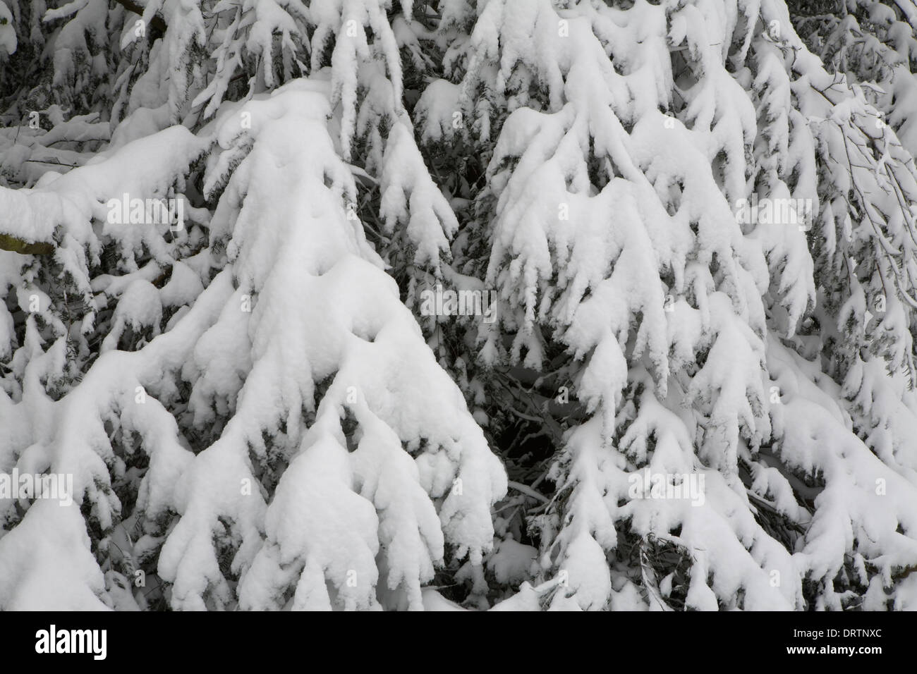 Snow is piled up on top of the branches of a coniferous tree, Malvern Hills, Worcestershire. Stock Photo