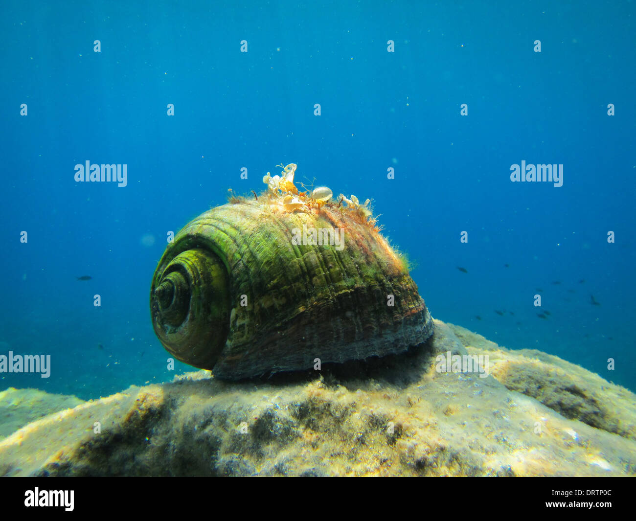 Large sea shell iin sea hi-res stock photography and images - Alamy