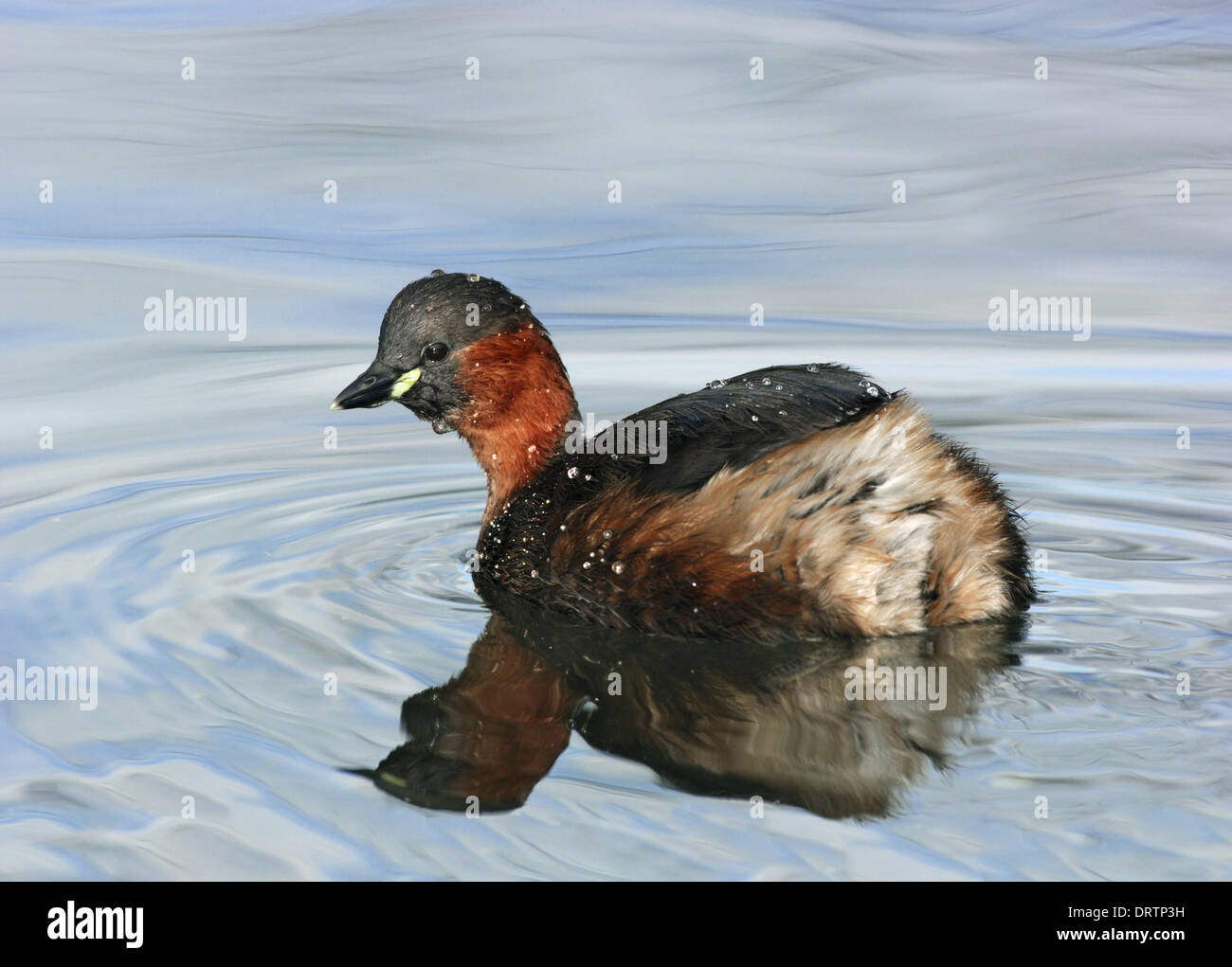 Little Grebe Tachybaptus ruficollis Stock Photo