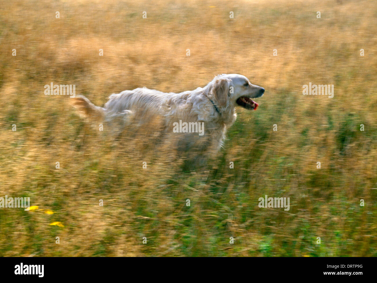 Pet in long grass hi-res stock photography and images - Alamy