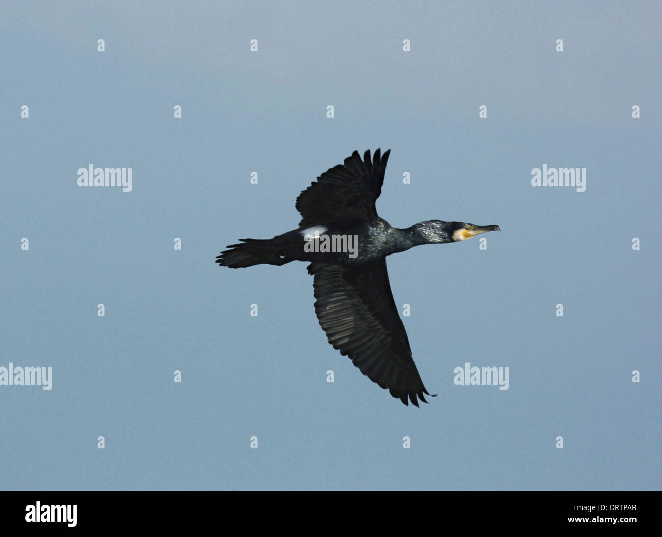 Cormorant Phalacrocorax carbo Stock Photo