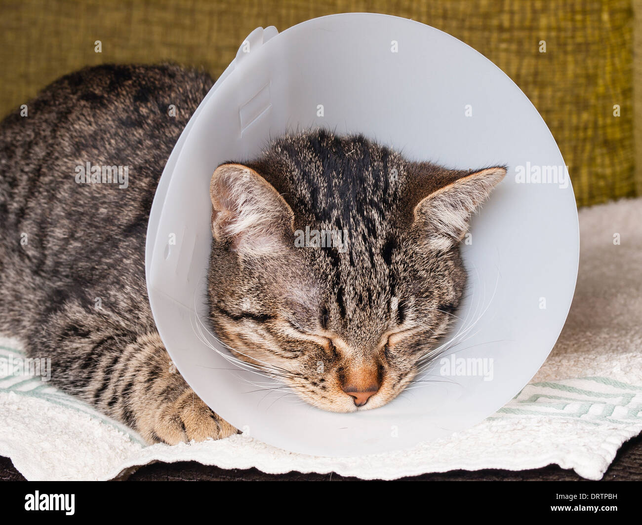 Cat elizabethan collar hires stock photography and images Alamy