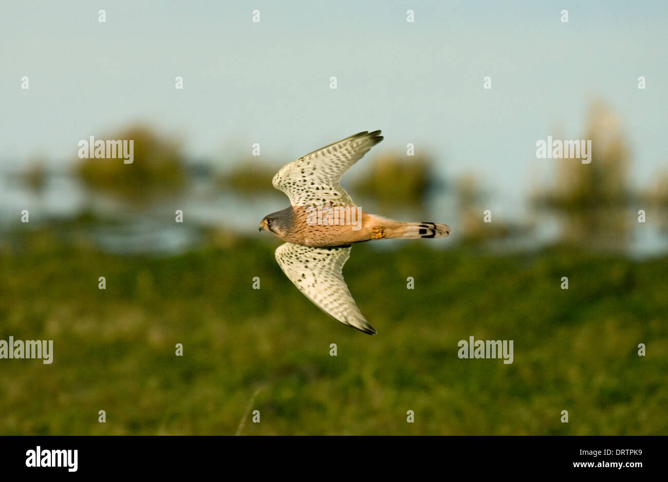 Kestrel Falco tinnunculus - Male Stock Photo