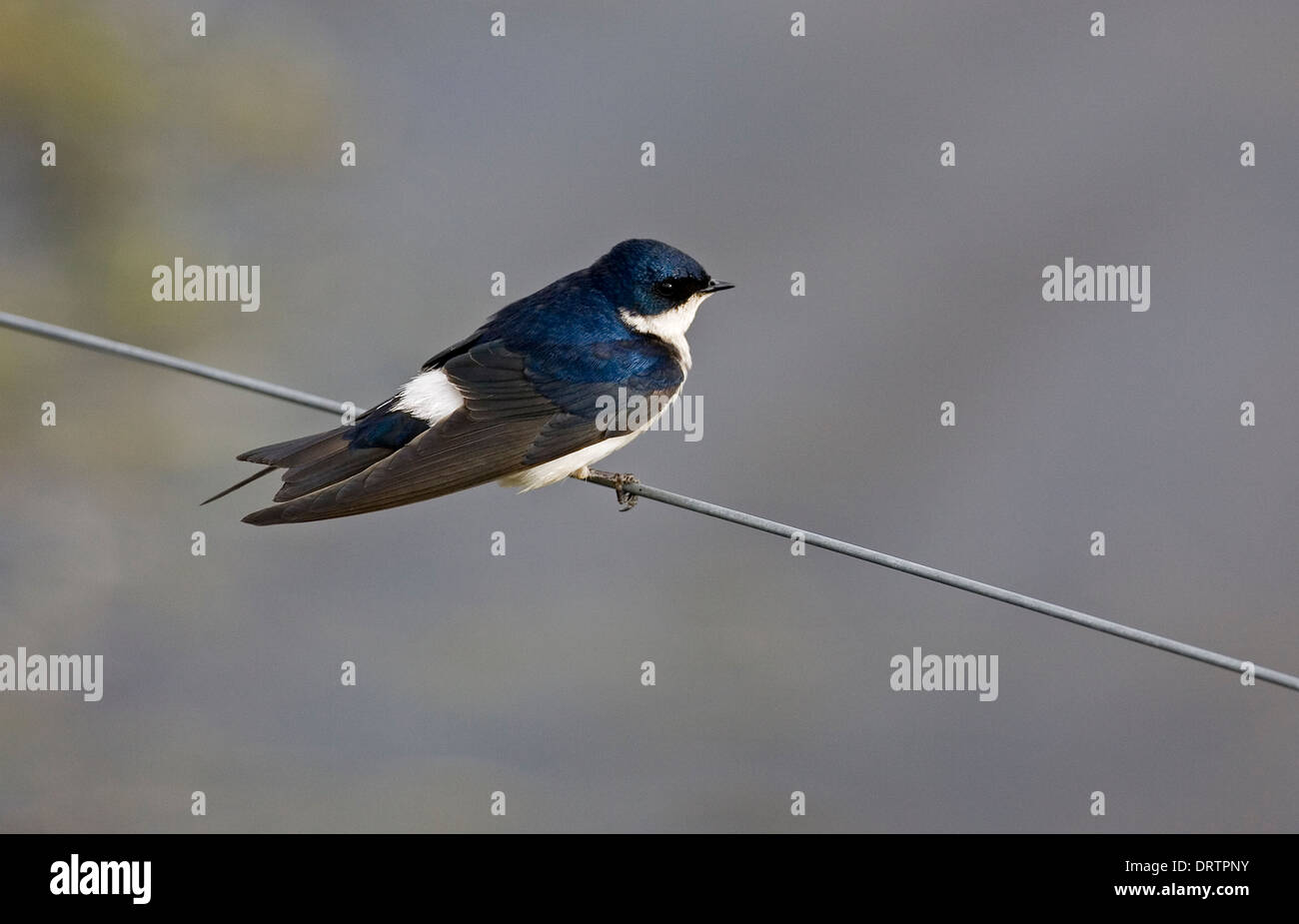 Chilean Swallow - Tachycineta meyeni Stock Photo