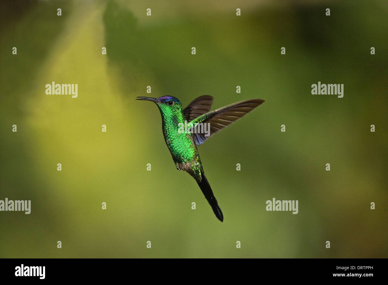 Violet-capped Woodnymph - Thalurania glaucopis Stock Photo - Alamy