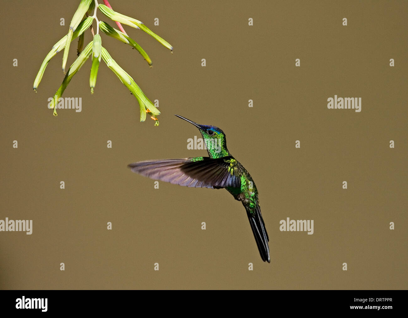 Violet-capped Woodnymph - Thalurania glaucopis Stock Photo - Alamy