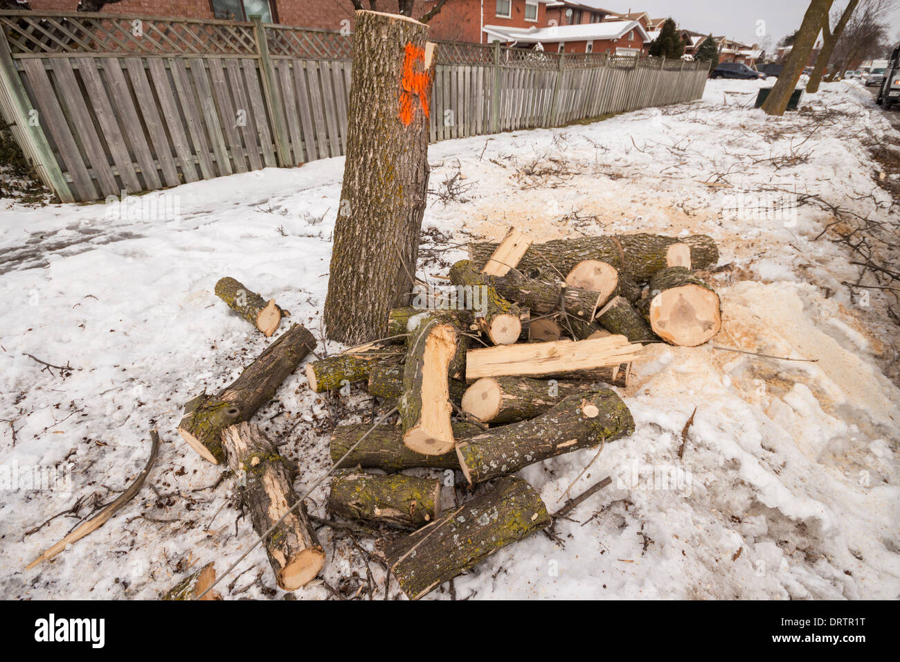 Forestry crews cut down and cleanup ash tree debris leaving stumps and logs after a severe ice storm damaged them Stock Photo