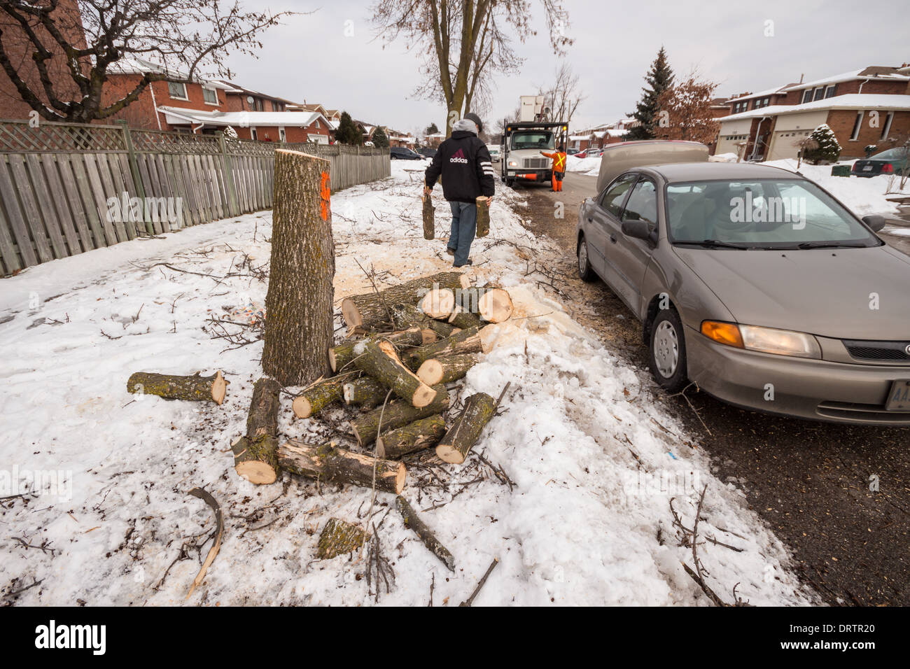 Forestry crews and residents chop down damaged ash trees using chainsaws after a severe ice storm leaving only stumps and debris Stock Photo