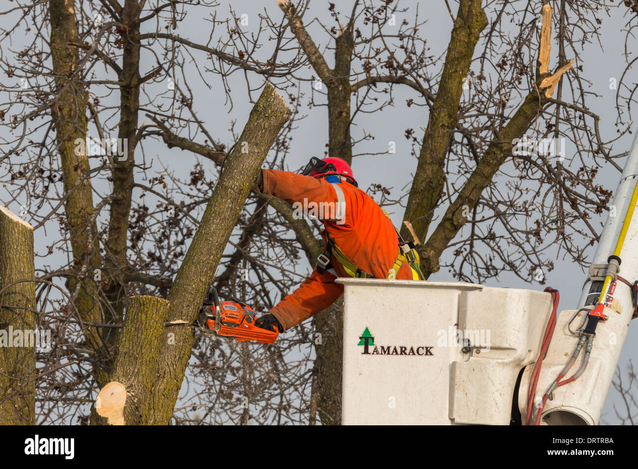 A forestry worker in a bucket lift uses a chainsaw to cut down ash ...