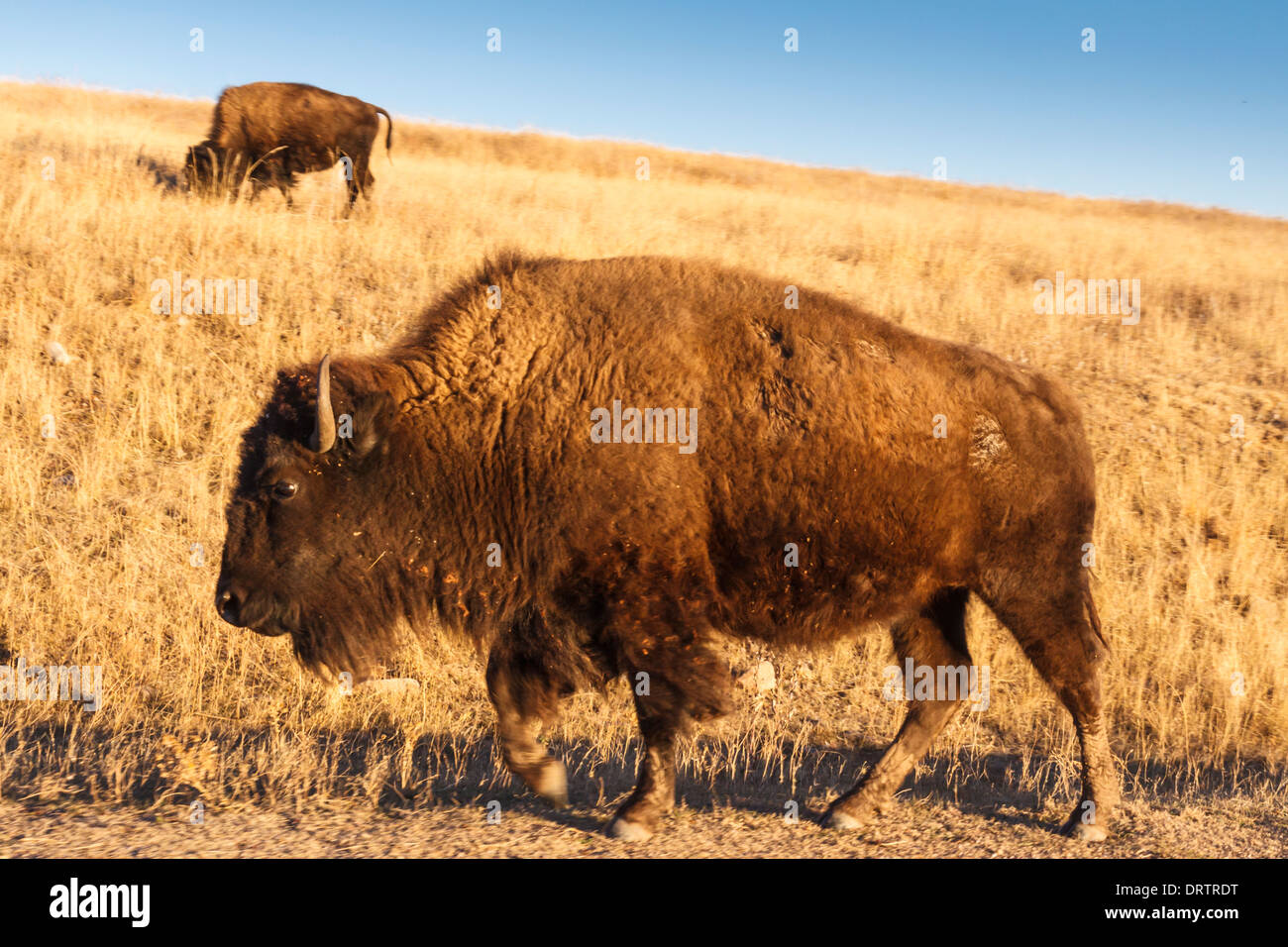 American Bison, Bison bison, in Custer State Park in South Dakota Stock