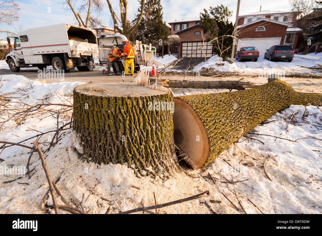 Forestry crews and residents chop down damaged ash trees using chainsaws after a severe ice storm leaving only stumps and debris Stock Photo