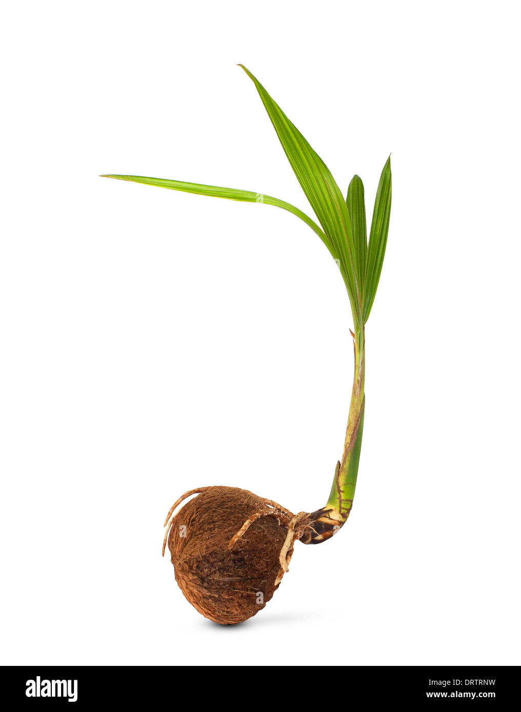 Sprout of coconut tree sapling of coconut isolated on white background